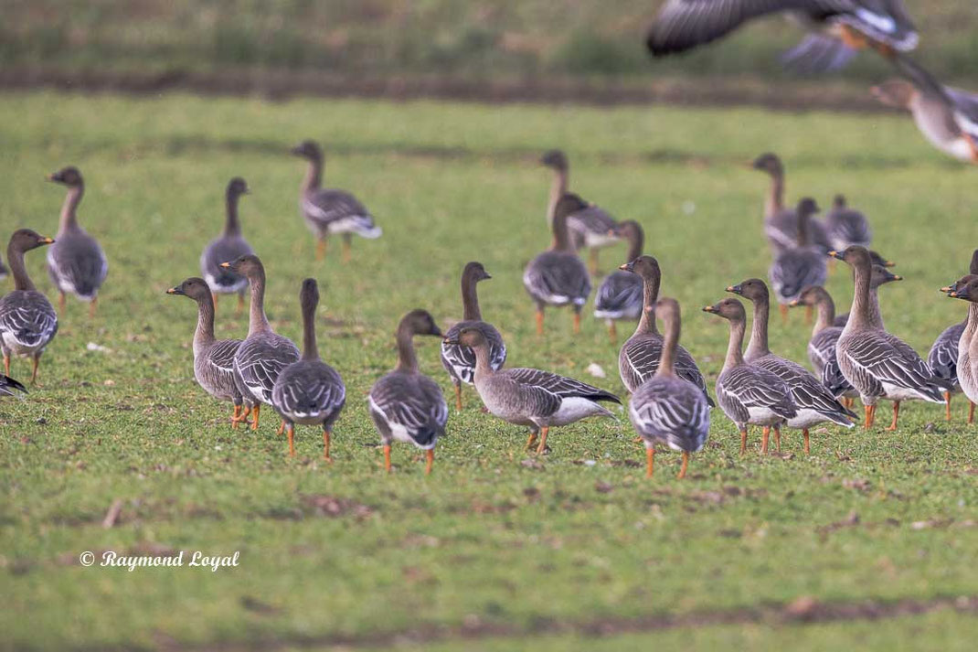 kurzschnabelgans steht auf gruener wiese
