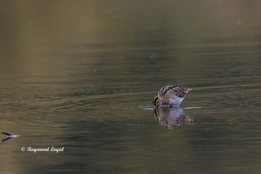 bekassine wasser spiegelung 