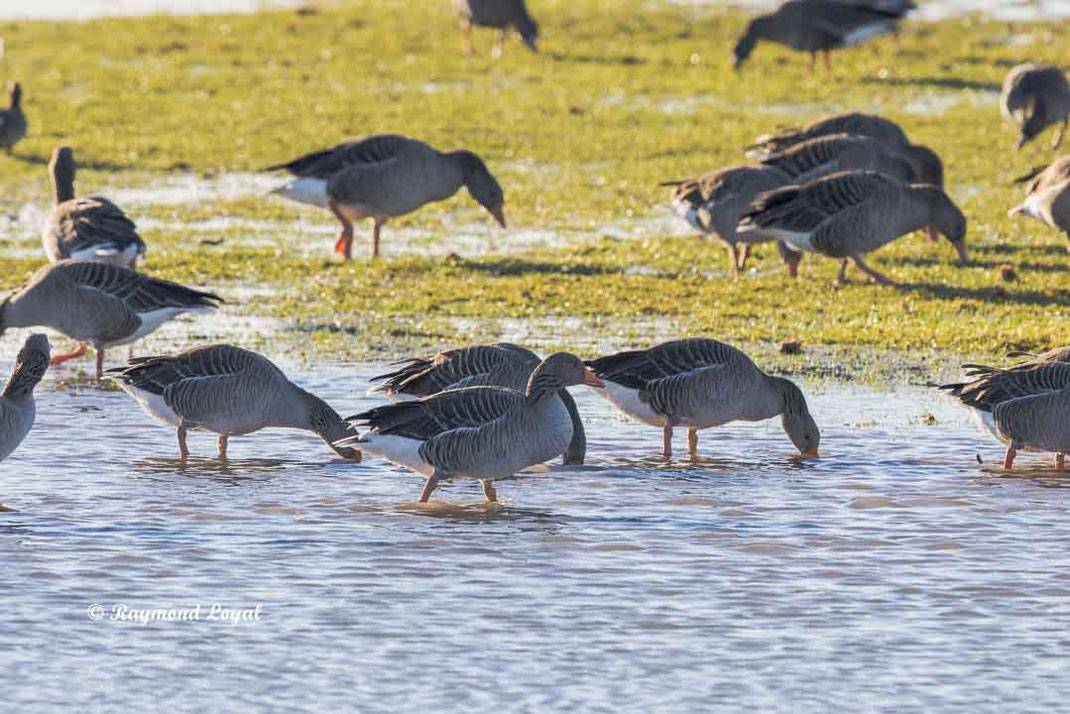 graugans am wasser