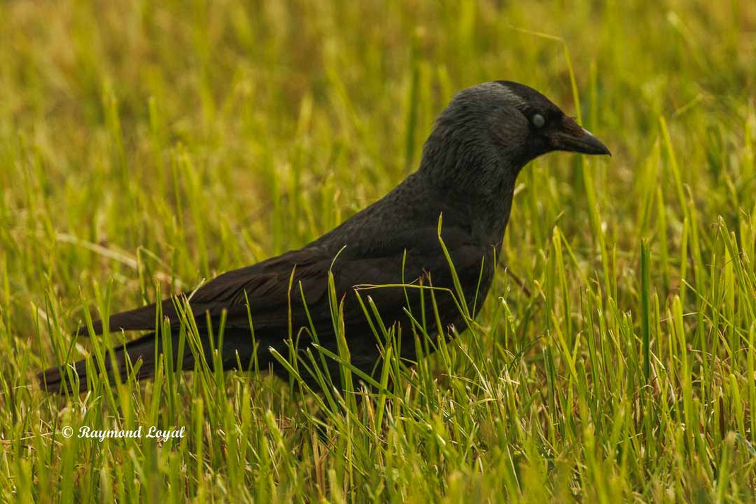 dohle vogel corvus monedula