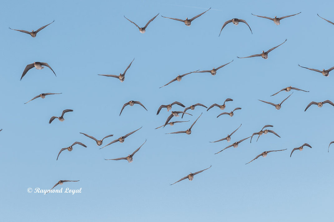 blaessgaense im flug