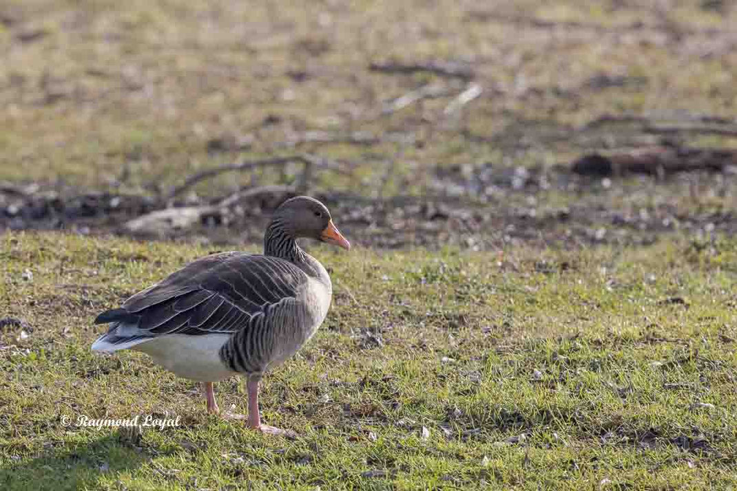 graugans vogel steht weide
