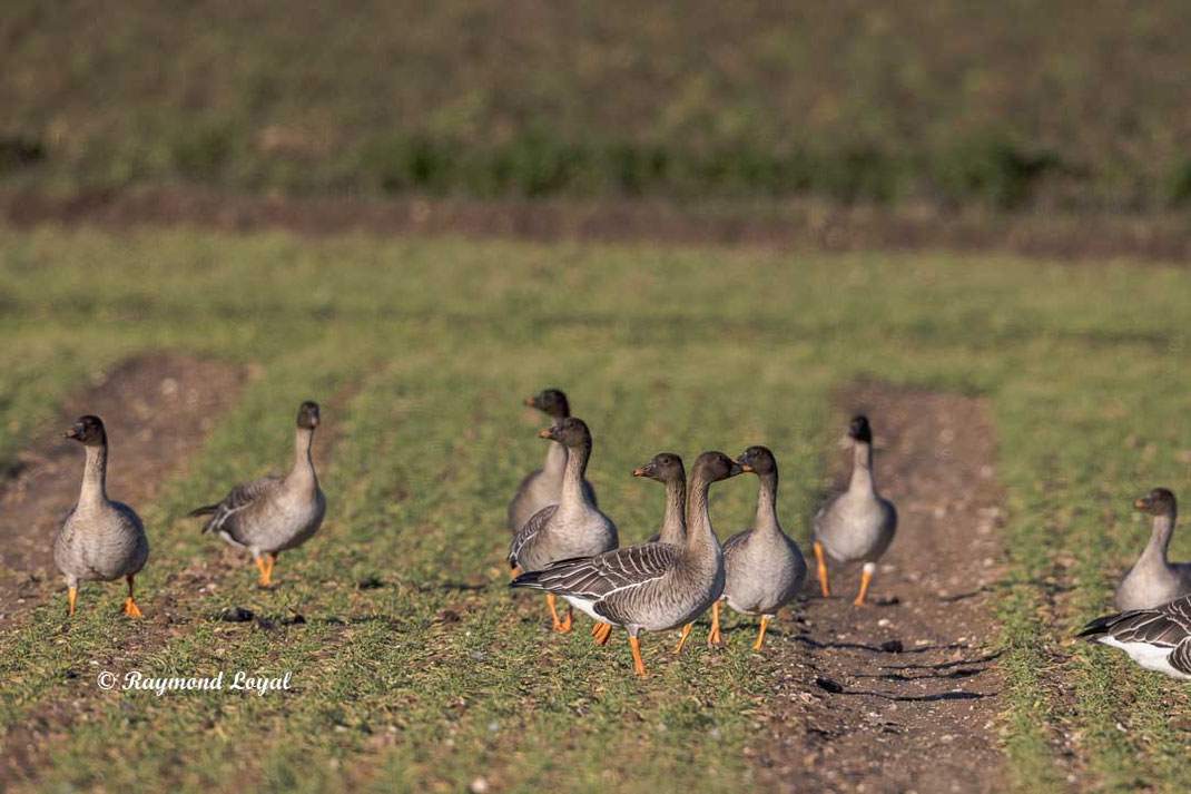 kurzschnabelgans auf gruenem feld