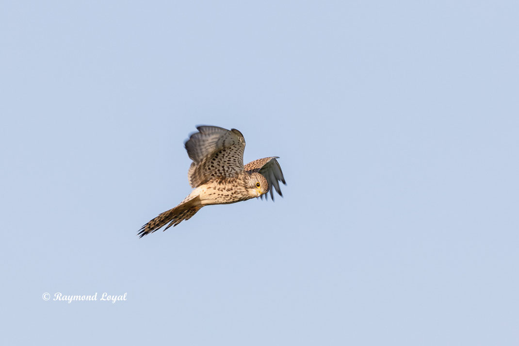 turmfalke falke vogel flug