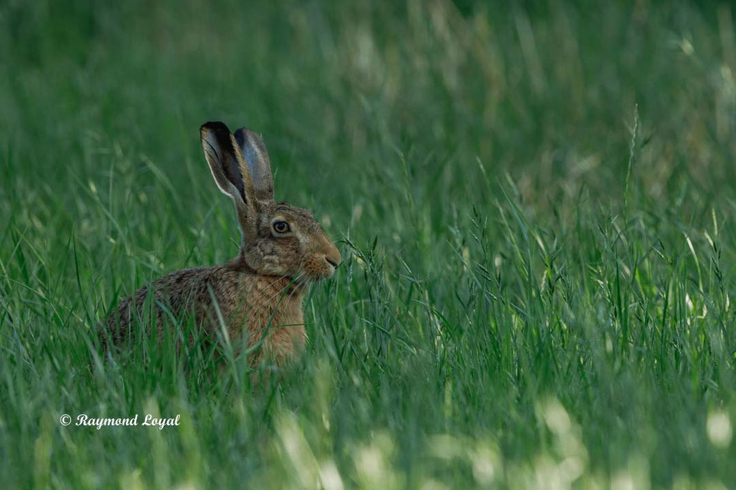 european hare sitting in green grass