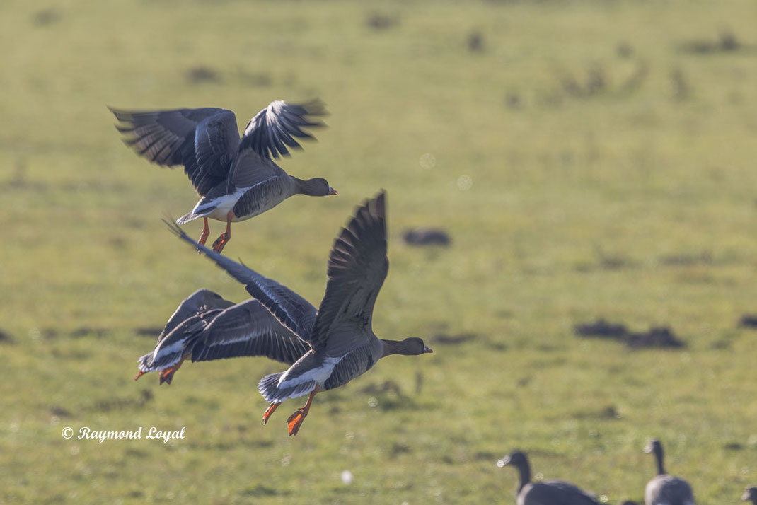 blaessgans vogel flug wiese