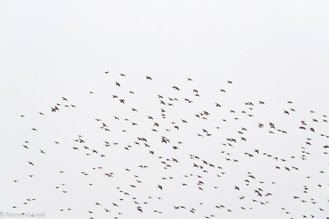 staren schwarm vor grauem himmel
