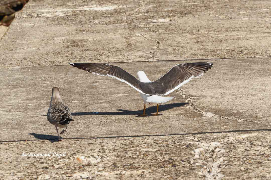heringsmoewe vogel