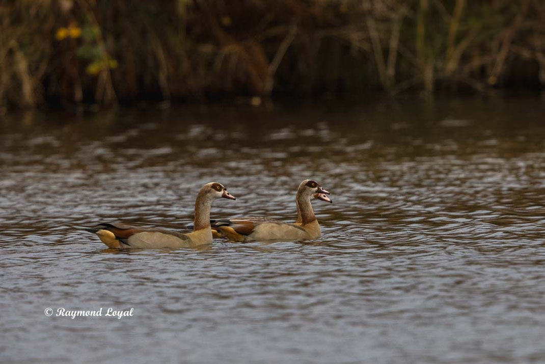 egyptian goose alopochen aegyptiacus birds swimming on water
