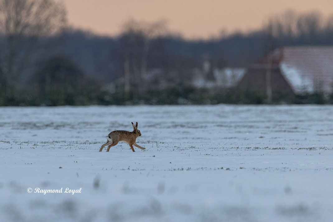 european hare on snow field