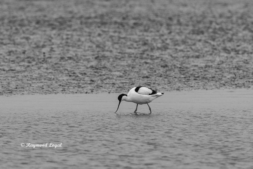 saebelschnaebler vogel wasser