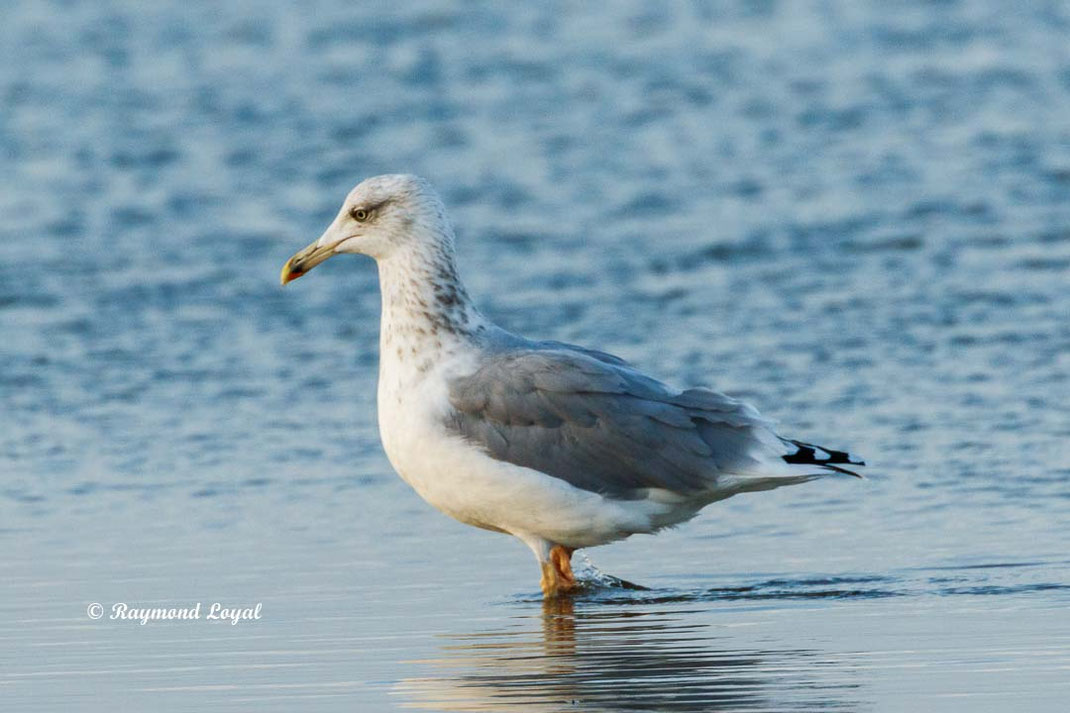 silbermoewe larus argentatus