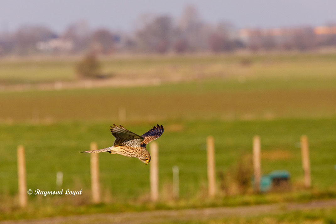turmfalke falke vogel flug