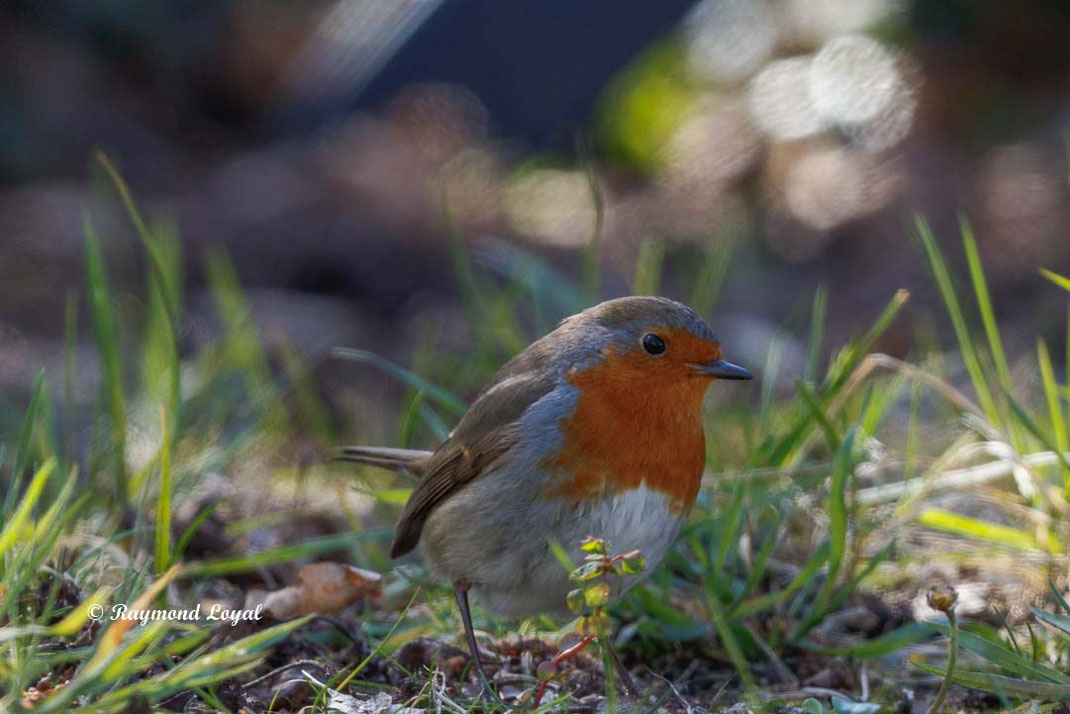 rotkehlchen im garten