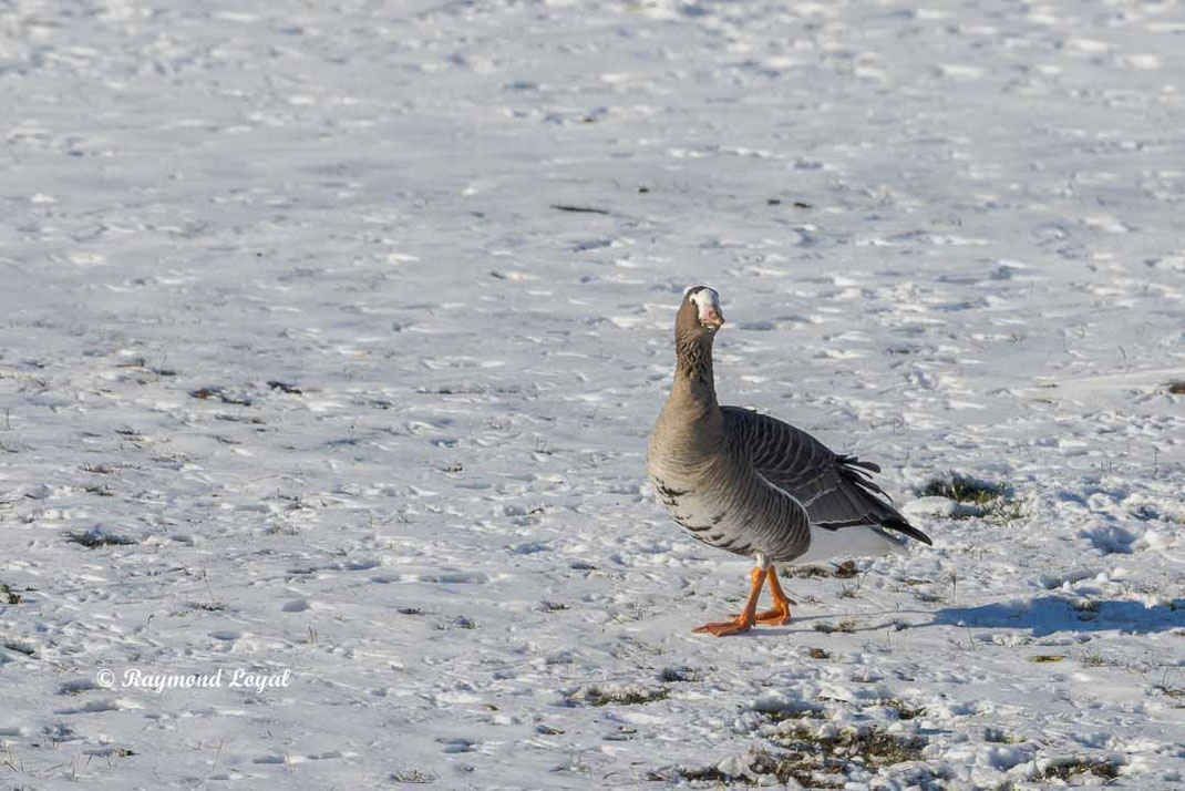 zwerggans auf schneefeld