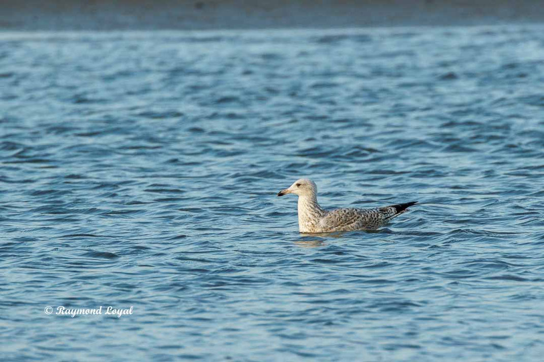 silbermoewe vogel schwimmen wasser