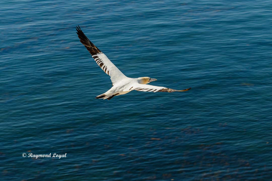 helgoland basstoelpel