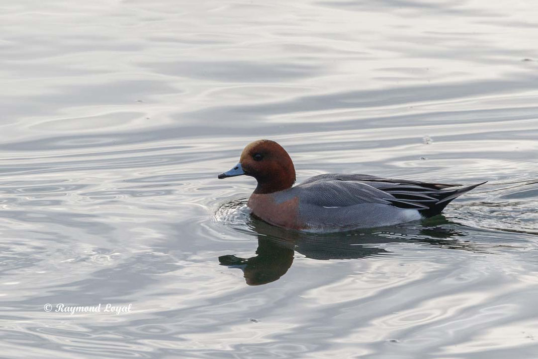 pfeifente vogel schwimmt wasser