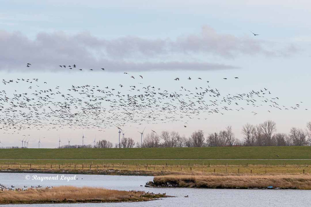 ringelgans gans vogel schwarm fliegen