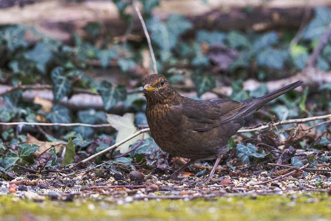 amsel im garten