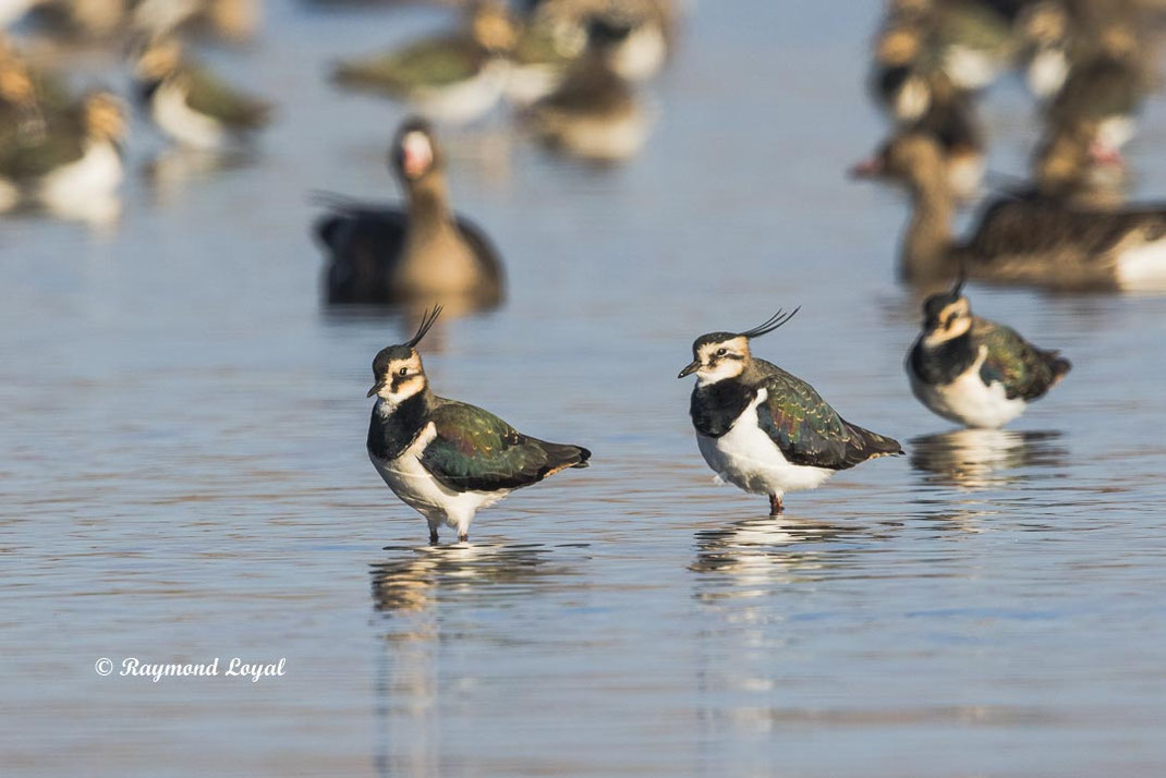 kiebitz vogel wasser