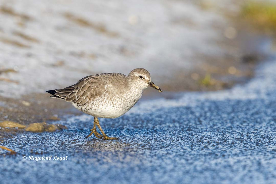 knutt vogel stehen eisflaeche