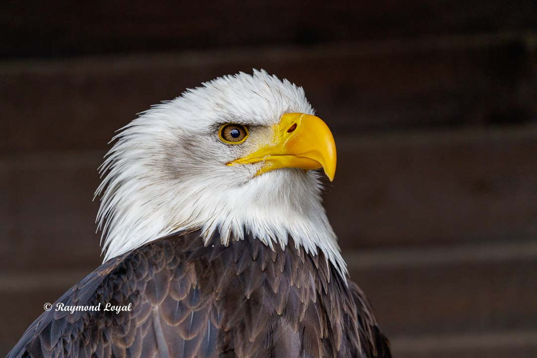 weisskopfseeadler kopf portrait