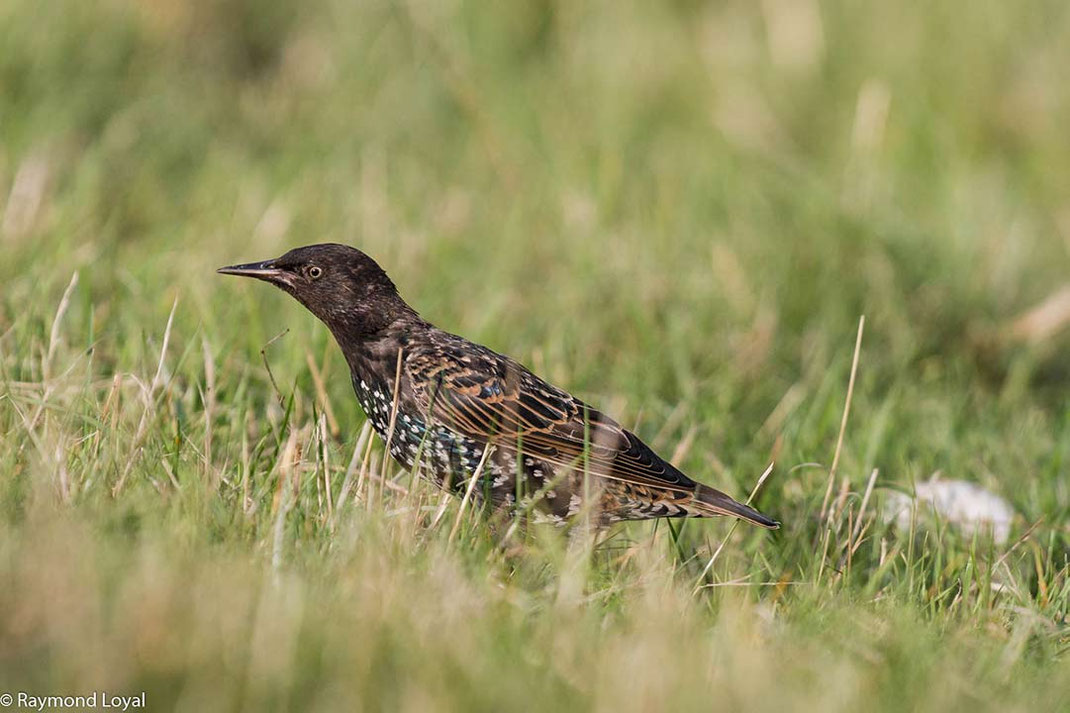star vogel in einer wiese