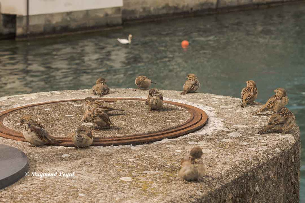haussperling in der stadt