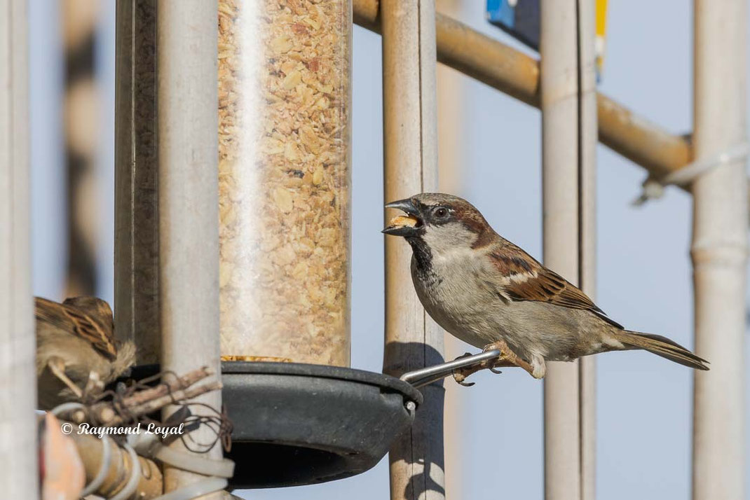 haussperling ♂ frisst nuesse an futter saeule