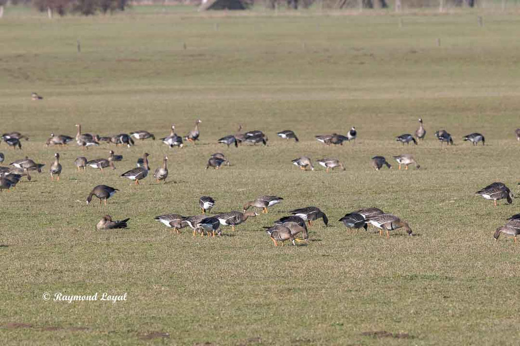 blaessgans auf gruener wiese