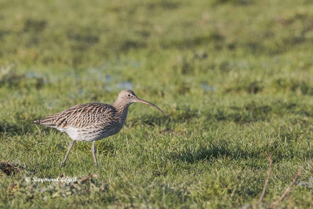 grosser brachvogel vogel wiese