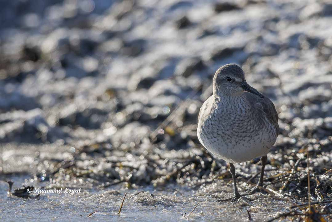 knutt watvogel