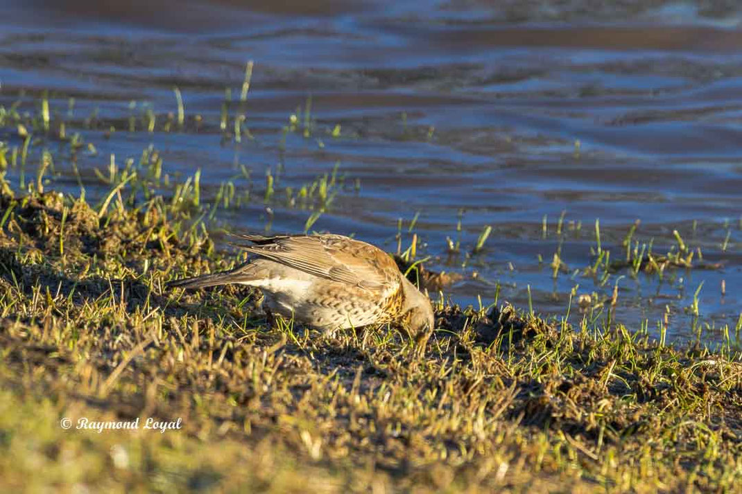 wachholderdrossel am wasser