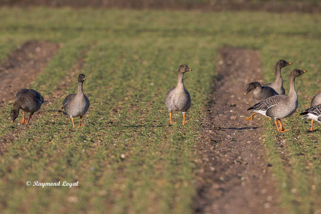 pink-footed geese on arable land