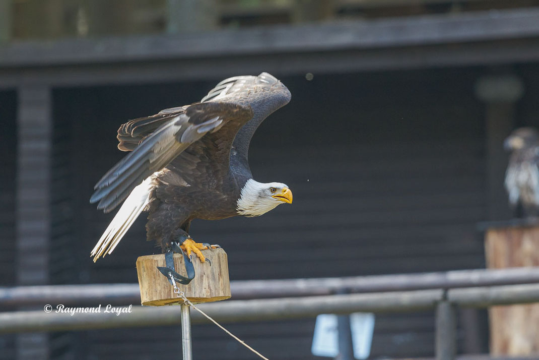 weisskopfseeadler sitzend