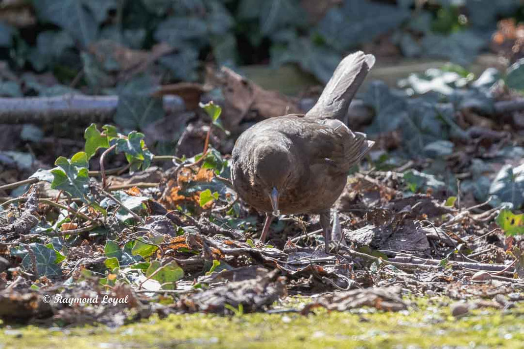 amsel bei nahrungssuche
