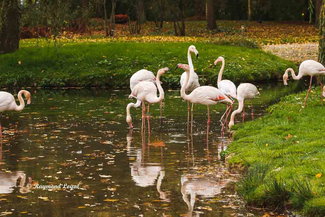 rosaflamingo vogel