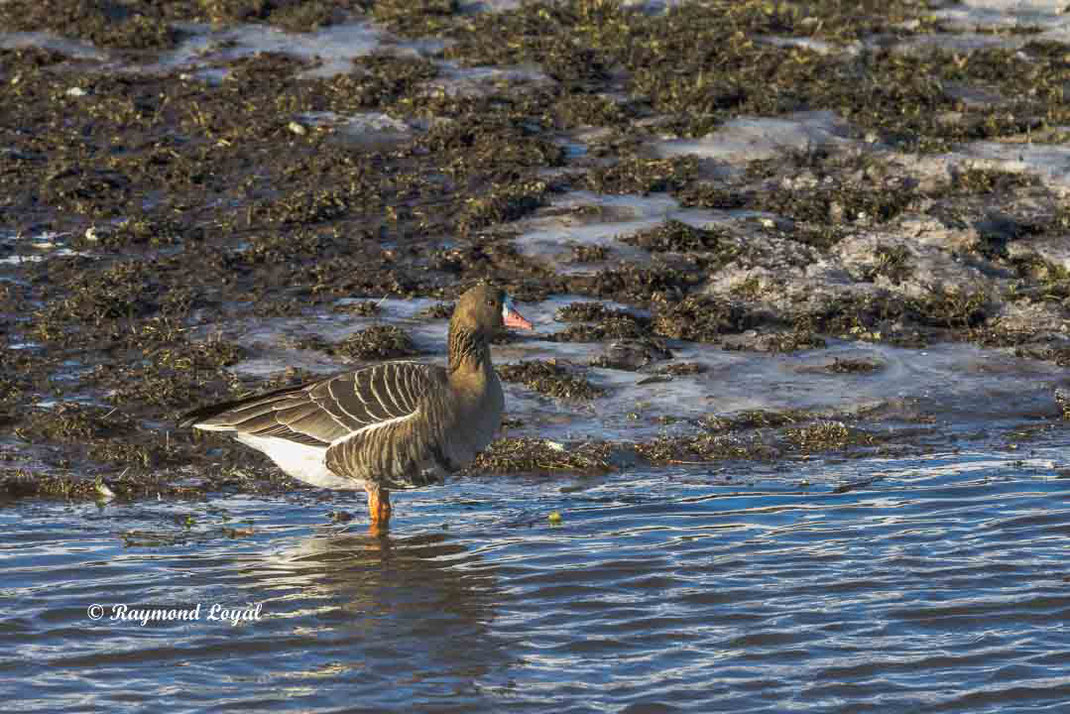 lesser white-fronted goose standing in water