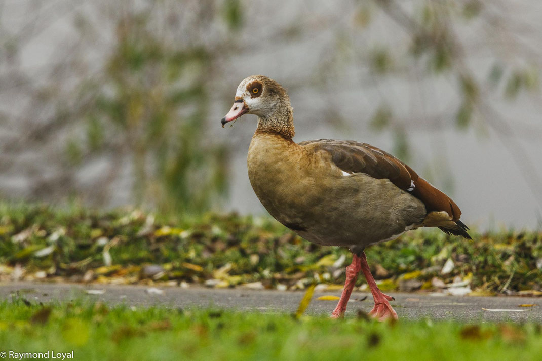 aegyptian goose alopochen aegyptiacus