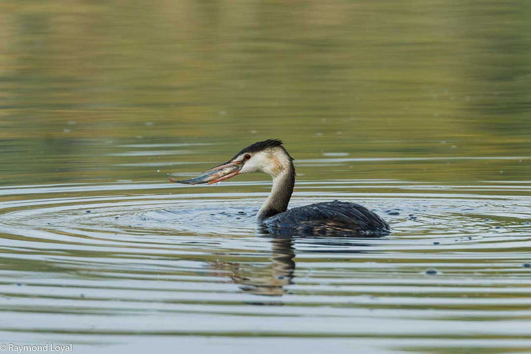 great crested grebe Podiceps cristatus