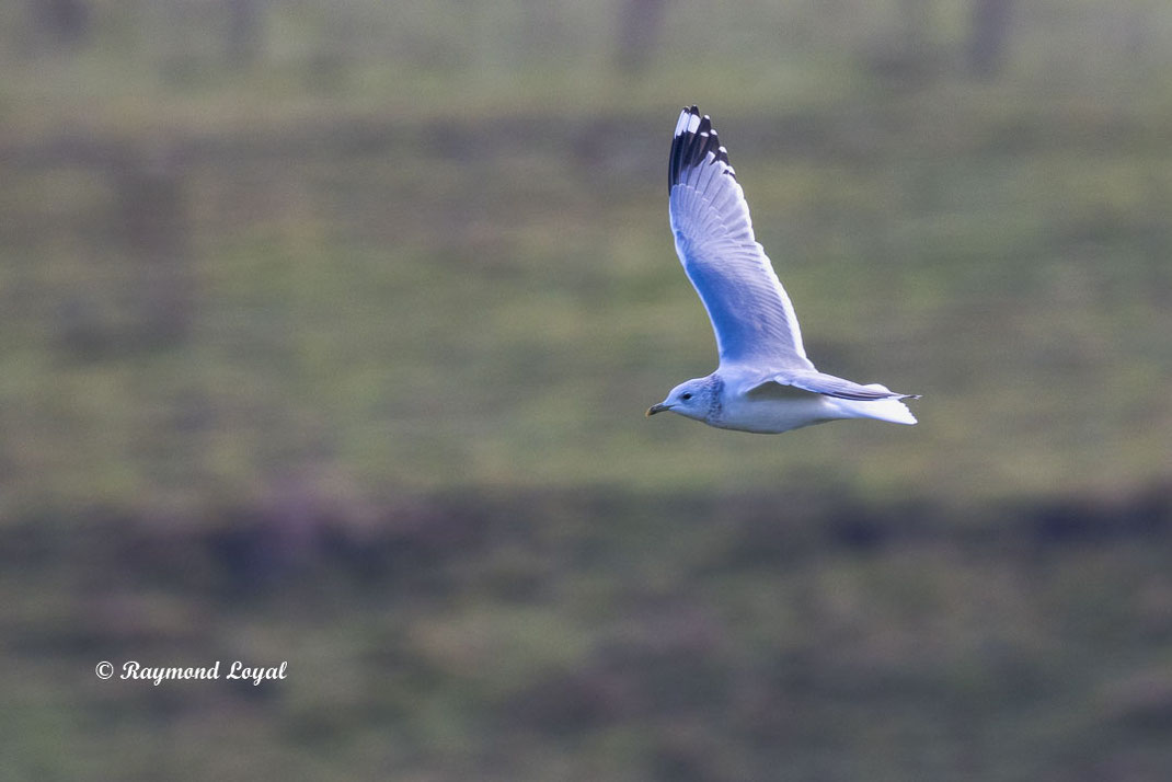 sturmmoewe vogel flug