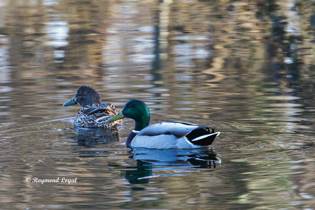 Stockente anas platyrhynchos