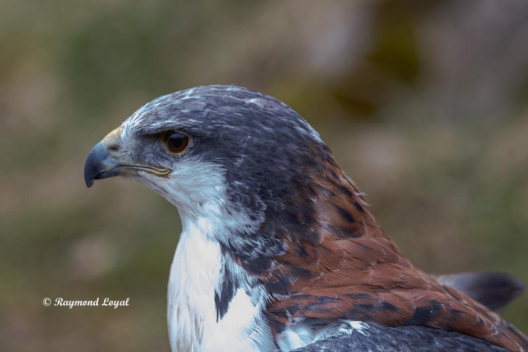 rotrueckenbussard vogel portrait