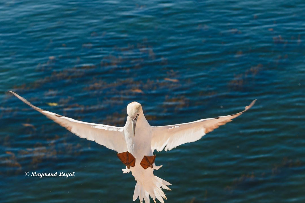 helgoland basstoelpel