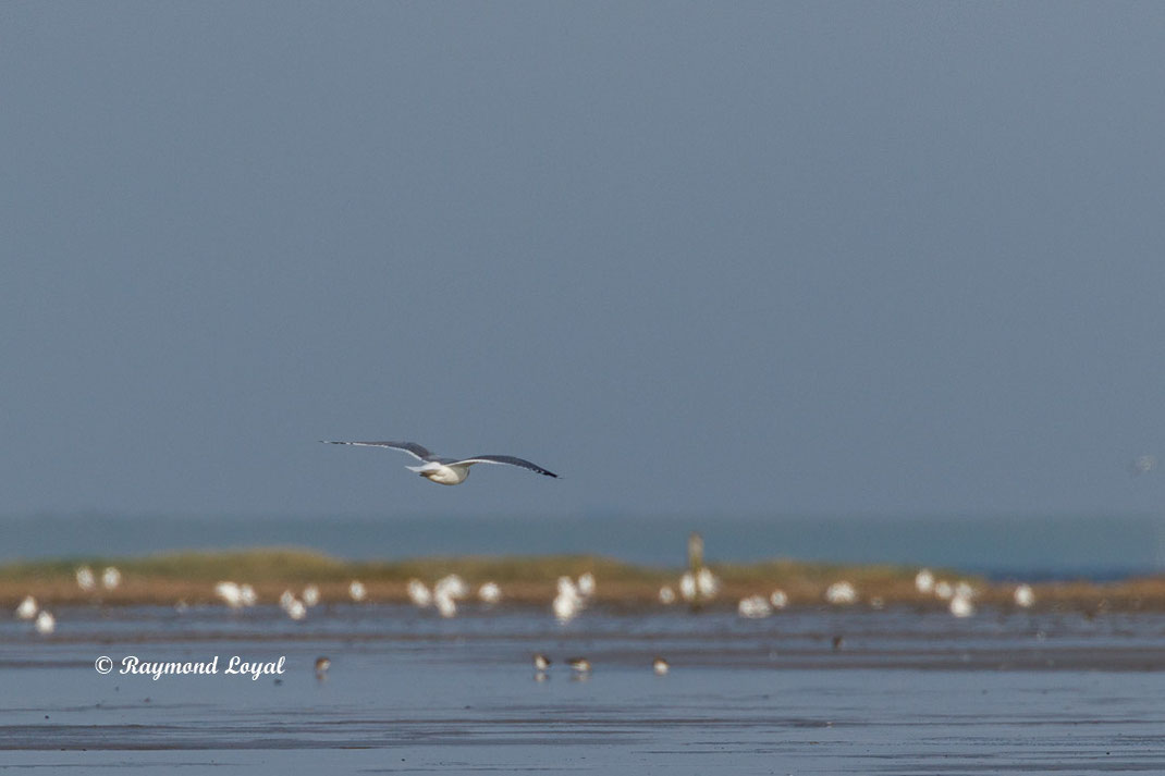sturmmoewe vogel flug