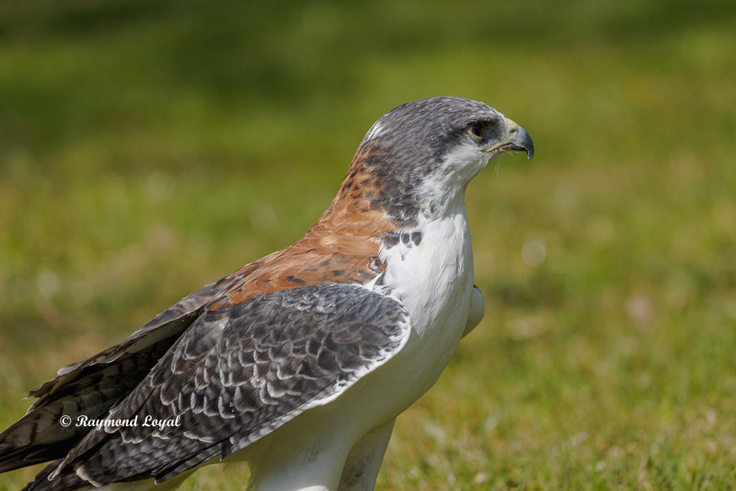 rotrueckenbussard vogel portrait