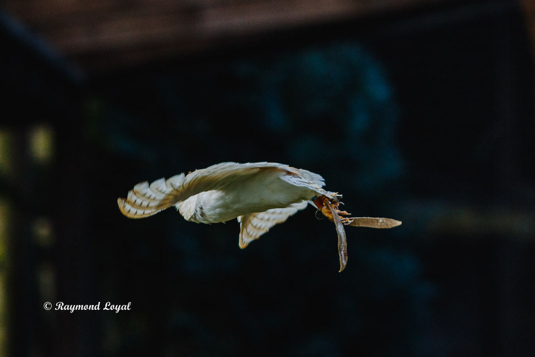 schleiereule im flug