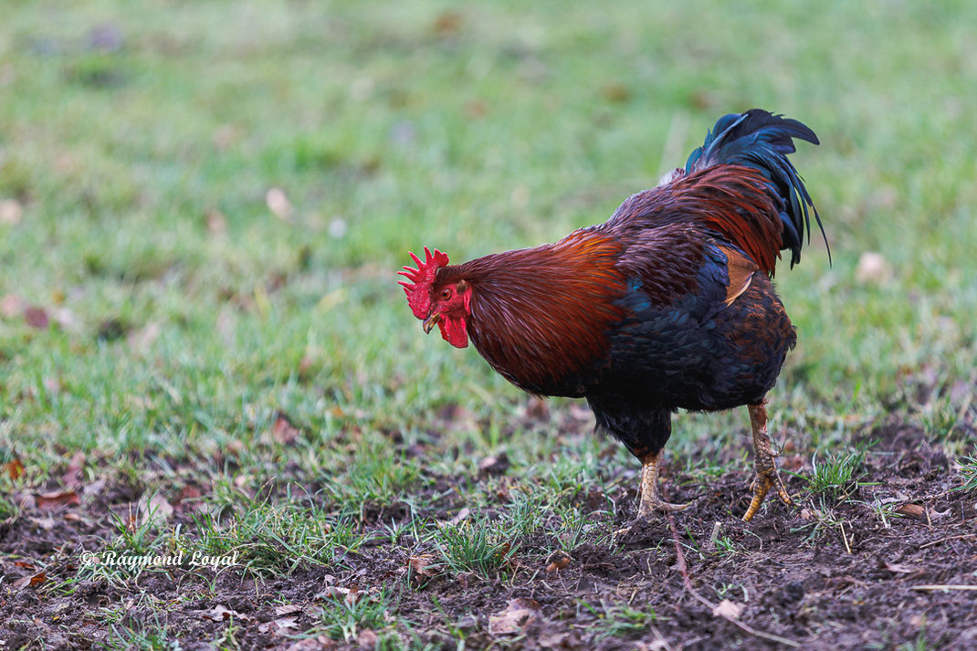 hahn vogel wiese gras