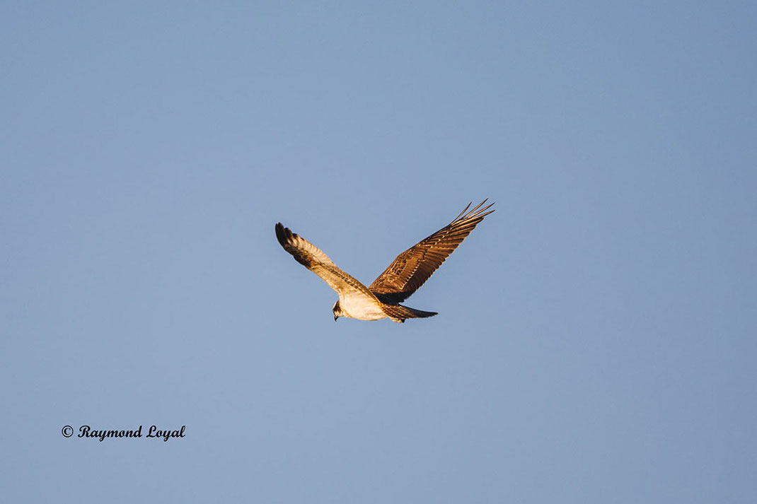 fischadler Pandion haliaetus